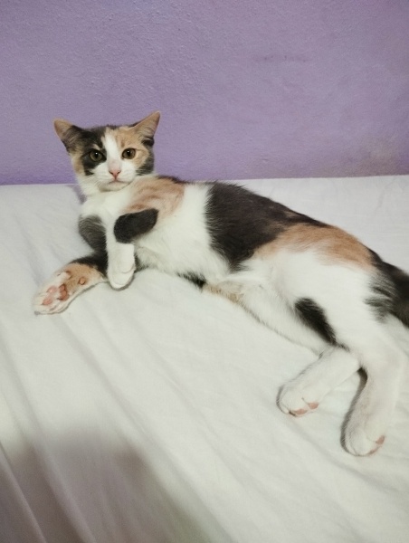 Tekir Kedi, Kedi  mia fotoğrafı