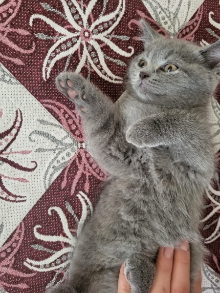 British Longhair, Kedi  Hera fotoğrafı