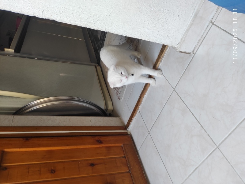 Scottish Fold, Kedi  Bulut fotoğrafı