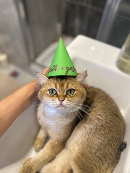 British Shorthair, Kedi  Ballı fotoğrafı