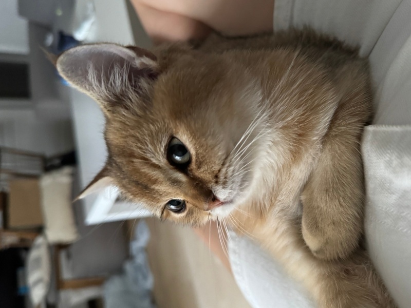 British Shorthair, Kedi  Şeftali fotoğrafı