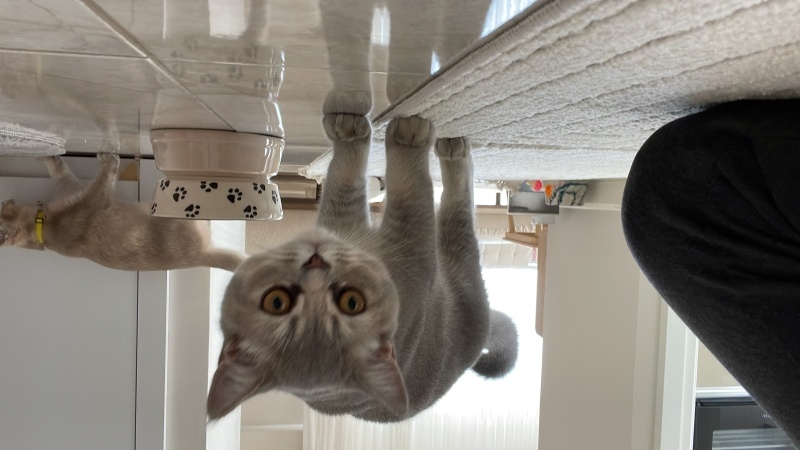 British Shorthair, Kedi  Bulut fotoğrafı