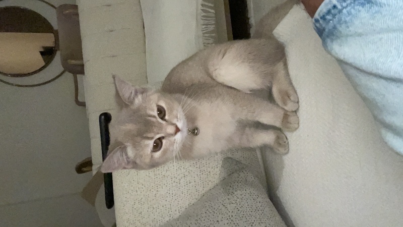 British Shorthair, Kedi  Safinaz mocha fotoğrafı