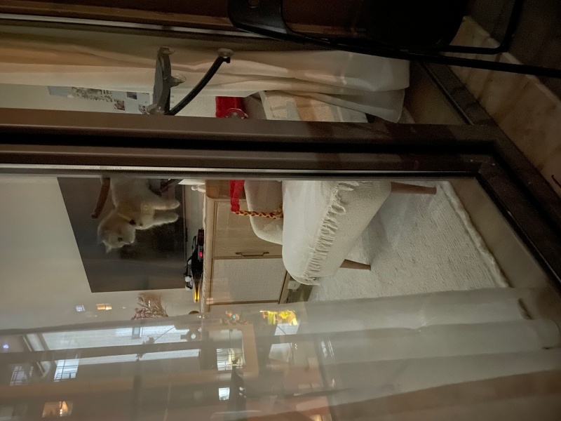 British Shorthair, Kedi  Safinaz mocha fotoğrafı