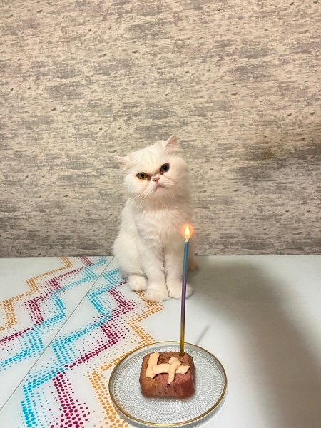 İran Kedisi (Persian), Kedi  Sütlaç fotoğrafı