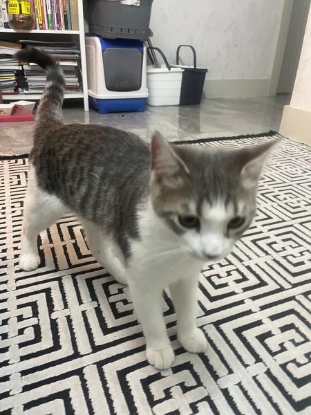British Shorthair, Kedi  Duman fotoğrafı