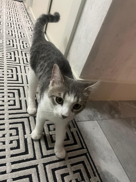 British Shorthair, Kedi  Duman fotoğrafı