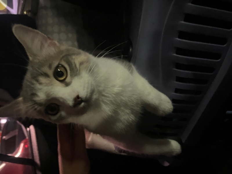 British Shorthair, Kedi  Duman fotoğrafı