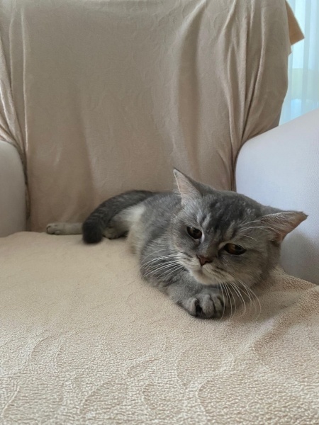 British Shorthair, Kedi  Balım fotoğrafı