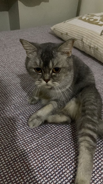 British Shorthair, Kedi  Balım fotoğrafı