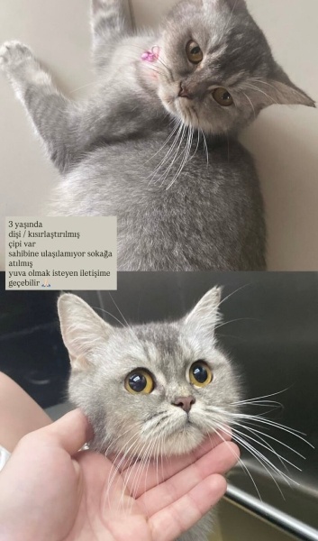 British Shorthair, Kedi  Balım fotoğrafı