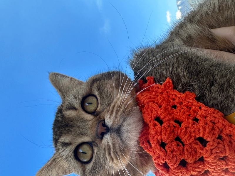 British Shorthair, Kedi  Balım fotoğrafı