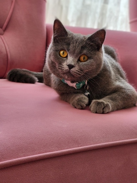British Shorthair, Kedi  Zeytin fotoğrafı