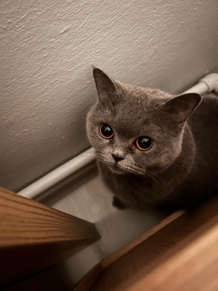 British Shorthair, Kedi  gümüş naç fotoğrafı