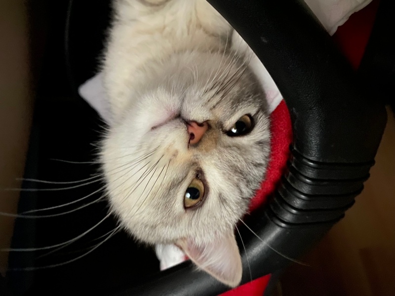 British Shorthair, Kedi  Mia fotoğrafı