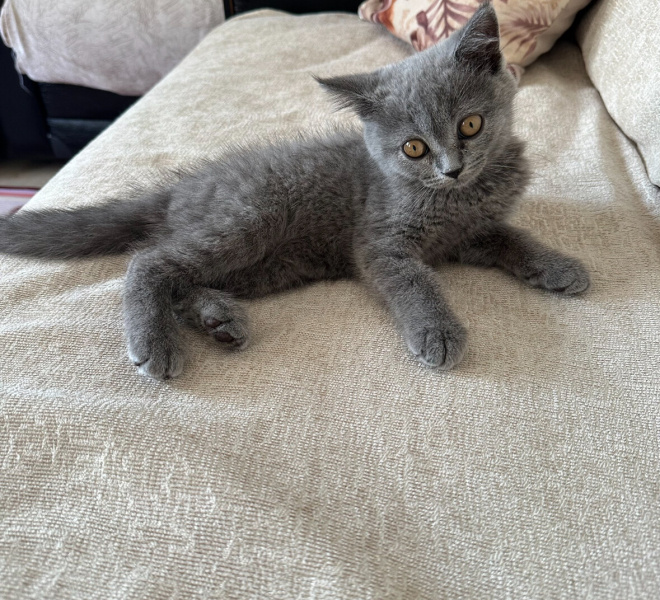 British Shorthair, Kedi  Ponçik fotoğrafı