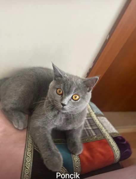 British Shorthair, Kedi  Ponçik fotoğrafı
