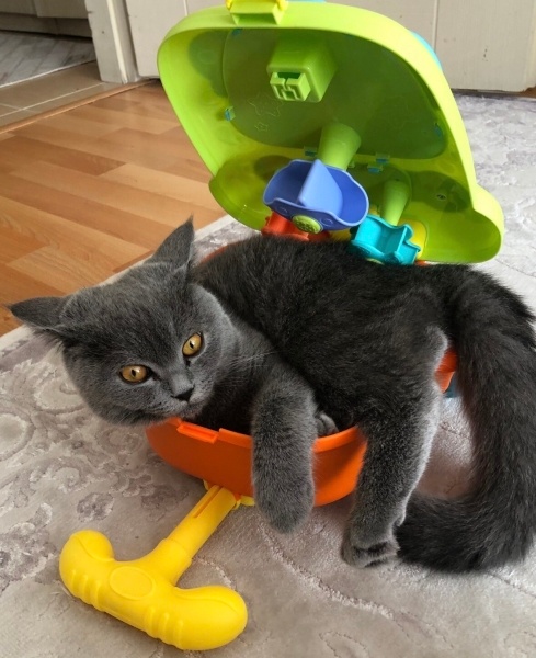 British Shorthair, Kedi  Ponçik fotoğrafı