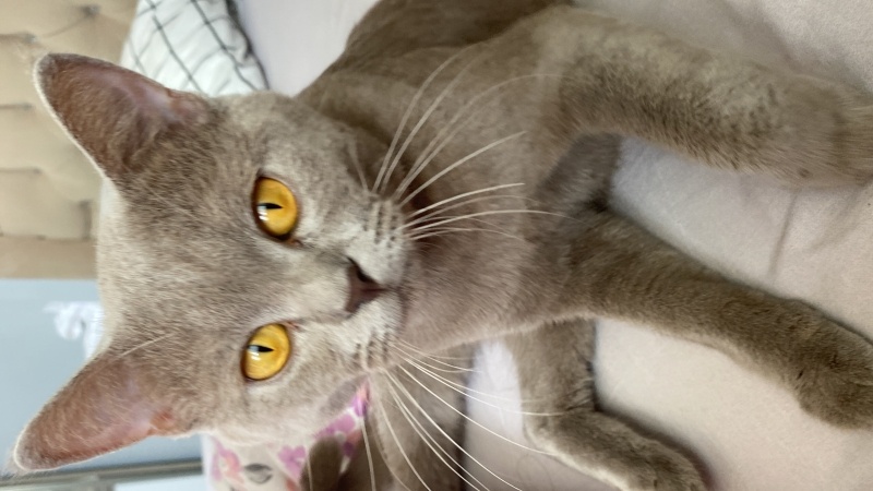 British Shorthair, Kedi Sezar fotoğrafı