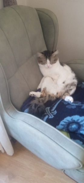 Tekir Kedi, Kedi Paskal fotoğrafı