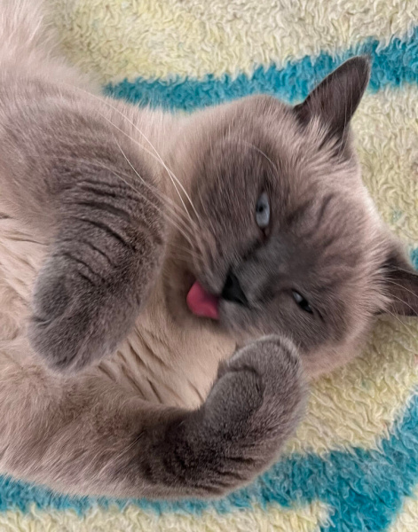 British Longhair, Kedi  jupi fotoğrafı