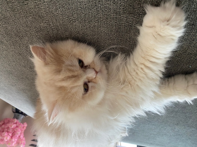 İran Kedisi (Persian), Kedi  Balım fotoğrafı