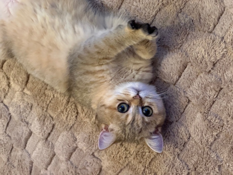 British Shorthair, Kedi  Bal fotoğrafı