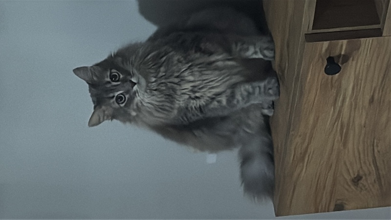 Tekir Kedi, Kedi  Mia fotoğrafı