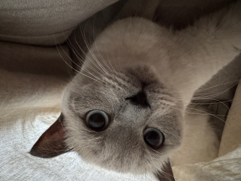 British Shorthair, Kedi  Ena fotoğrafı