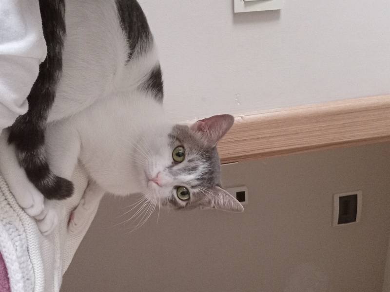 Tekir Kedi, Kedi  Boncuk fotoğrafı