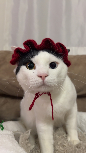 Tekir Kedi, Kedi Zuko fotoğrafı