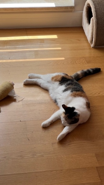 Tekir Kedi, Kedi Kızım fotoğrafı