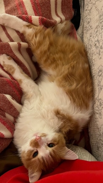 Tekir Kedi, Kedi Yulaf fotoğrafı