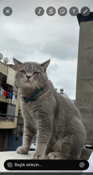Scottish Fold, Kedi Leo fotoğrafı