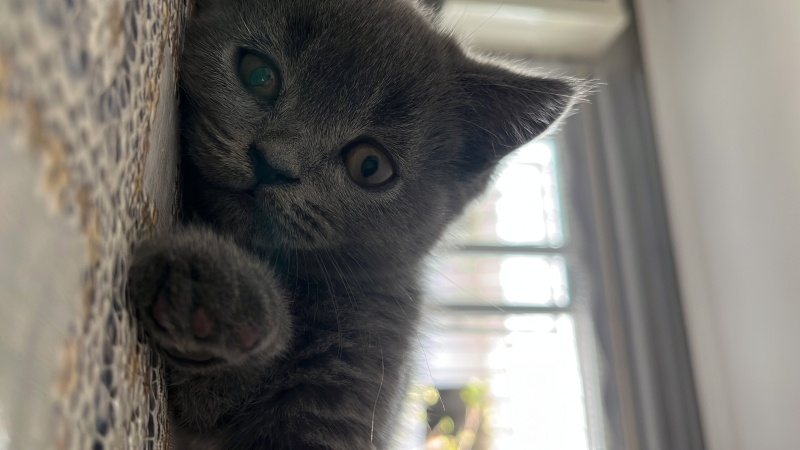 Scottish Fold, Kedi Leo fotoğrafı