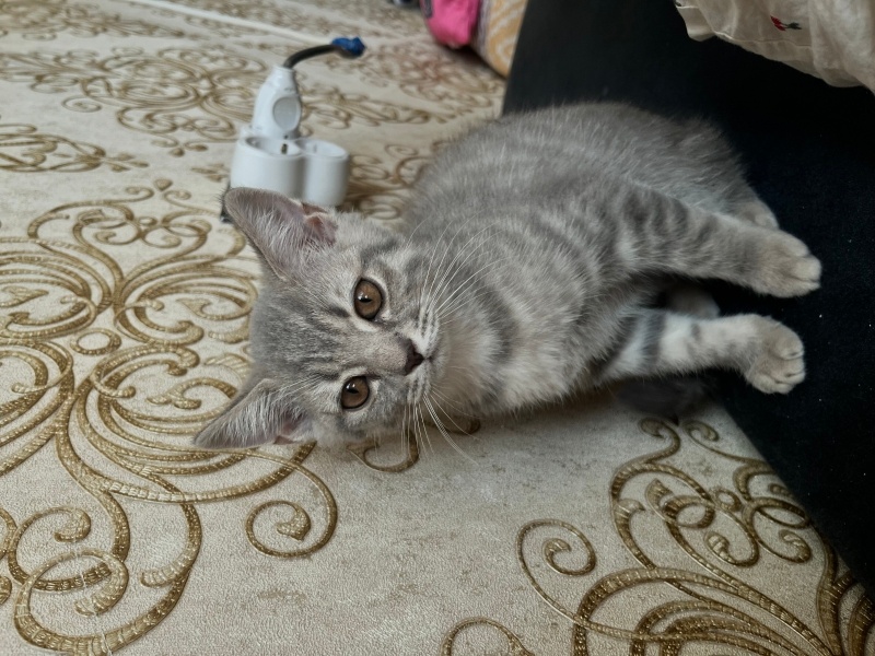Scottish Fold, Kedi alvin fotoğrafı