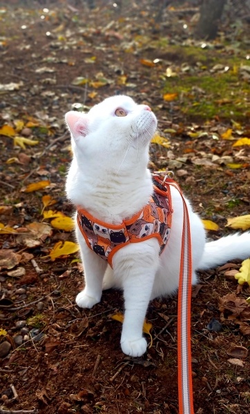 Scottish Fold, Kedi Casper fotoğrafı