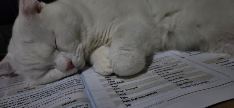 British Shorthair, Kedi Casper fotoğrafı
