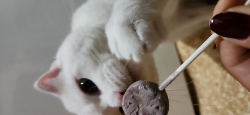 British Shorthair, Kedi Casper fotoğrafı