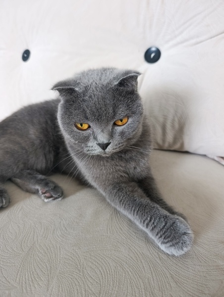 British Shorthair, Kedi  Hera fotoğrafı