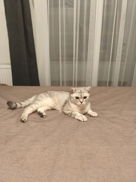 British Shorthair, Kedi Rüştü fotoğrafı