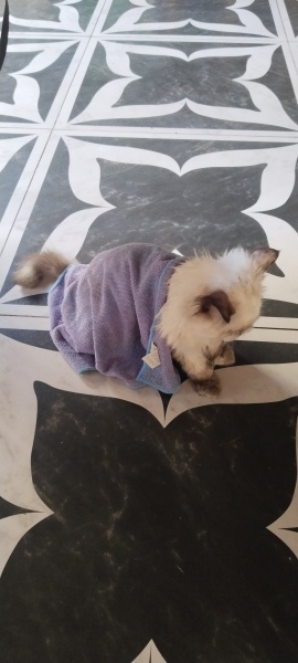 Himalayan, Kedi Mizu fotoğrafı