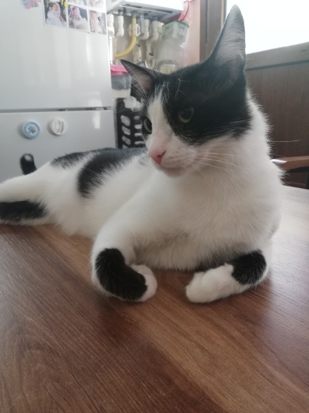 Tekir Kedi, Kedi Gece fotoğrafı