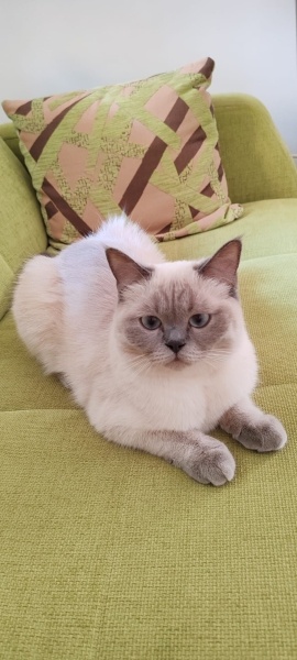 Tekir Kedi, Kedi Gece fotoğrafı