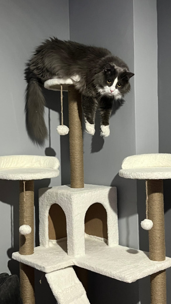 Tekir Kedi, Kedi  Mia fotoğrafı