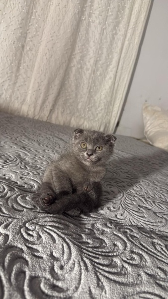 Scottish Fold, Kedi  Sütlaç fotoğrafı