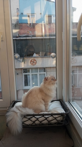 Scottish Fold, Kedi Pars fotoğrafı