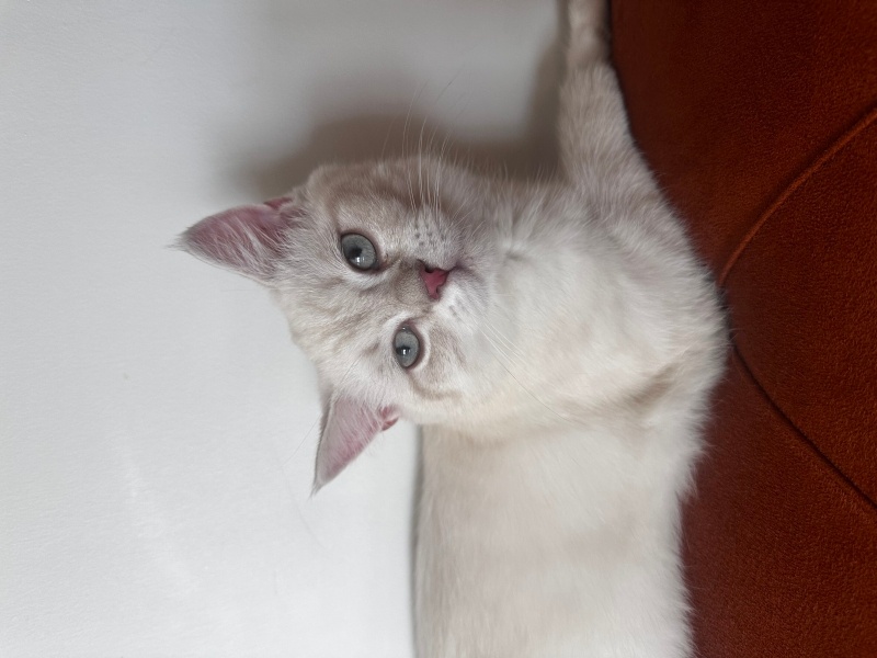 British Shorthair, Kedi Cookie fotoğrafı