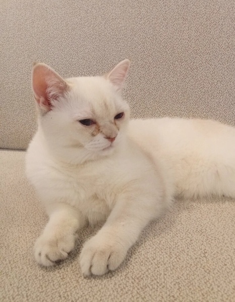 British Shorthair, Kedi Bella fotoğrafı