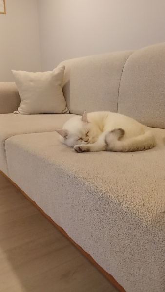 British Shorthair, Kedi Bella fotoğrafı
